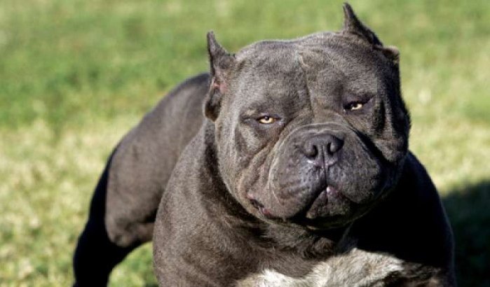 Vrouw 8 jaar opgesloten en door pitbull bewaakt in Marokko