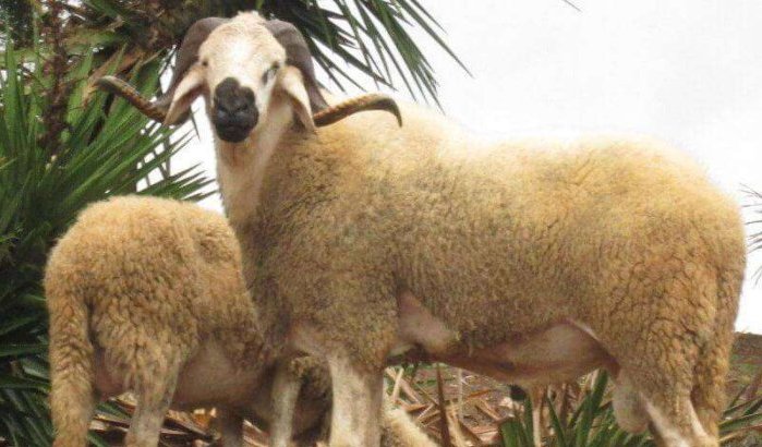 Eid ul-Adha wel toegestaan in Melilla