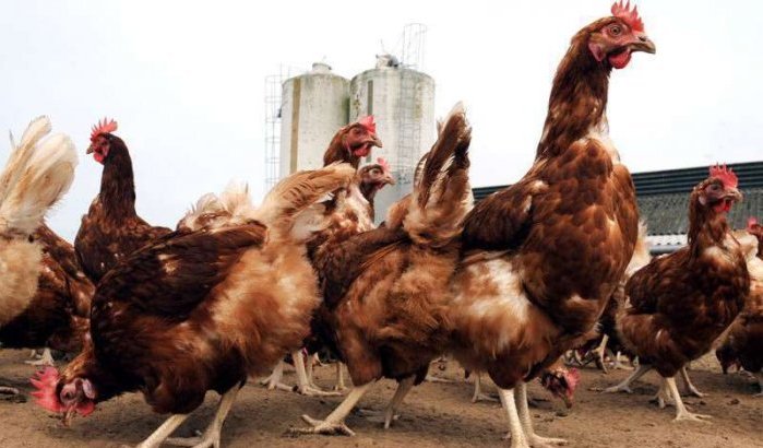 Marokko bedreigd door vogelgriep in Algerije