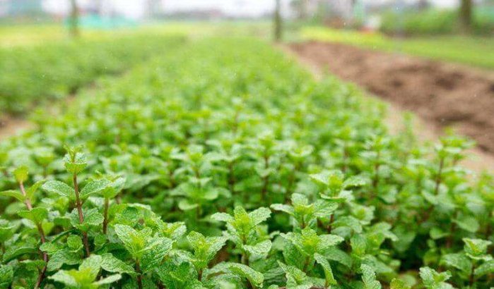 Zes regio's in Marokko produceren besmette munt