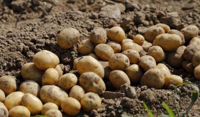 Marokko: 136 ton aardappelen vernietigd in Berkane