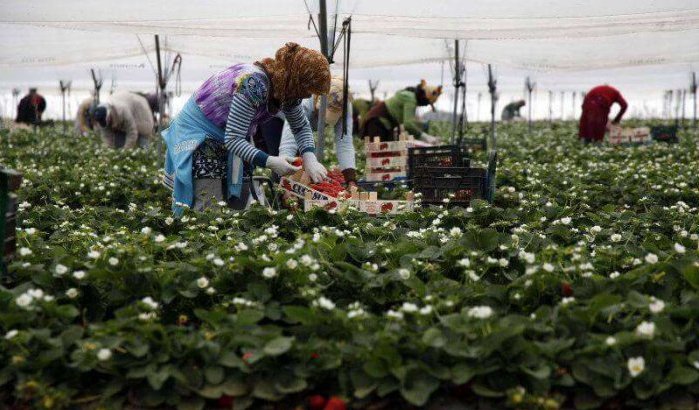 Spanje werft 20.000 Marokkaanse seizoenarbeidsters aan