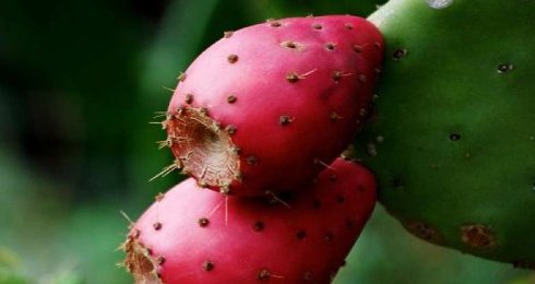 Cactusvijgolie