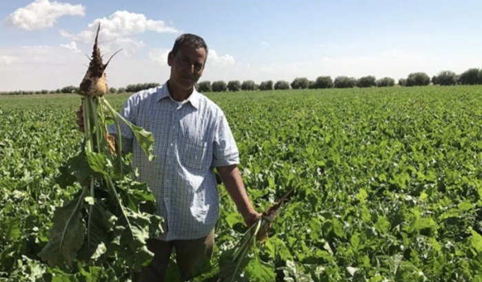 Marokko: ontziltingsinstallaties om landbouw te redden