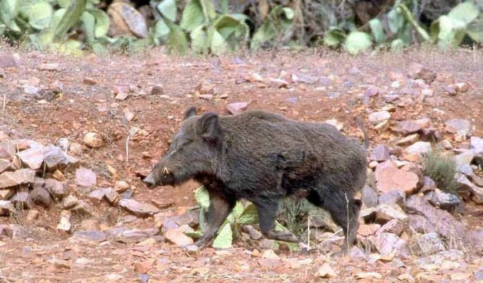 Zorgen in Marokko door aanvallen wilde zwijnen