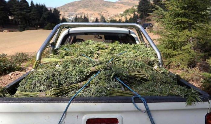 PJD bereikt dieptepunt door de verwerping cannabiswet
