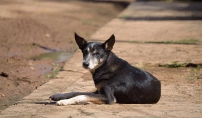 Hondsdolheid bij hond uit Marokko in Melilla