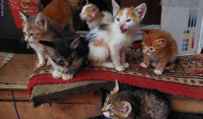 Marokkaanse katten zoeken gezin in Verenigd Koninkrijk