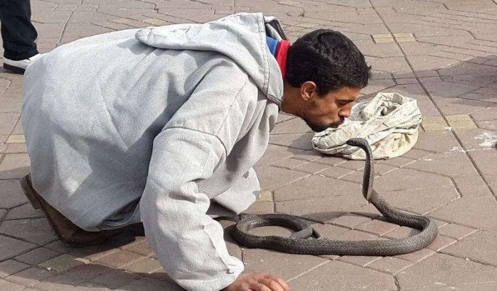 Marokko: slangenbezweerder doet toeriste chanteren in Marrakech