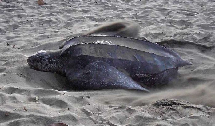 Zeeschildpad aangespoeld op Marokkaanse strand