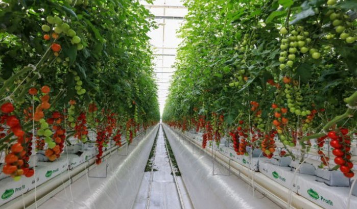 Nederlandse innovatie in Agadir: nieuwe high-tech tomatenserre