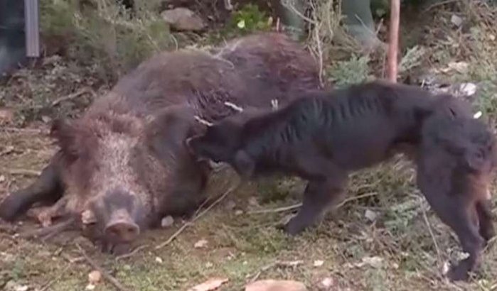 Wilde zwijnen zorgen voor overlast in Chefchaouen (video)