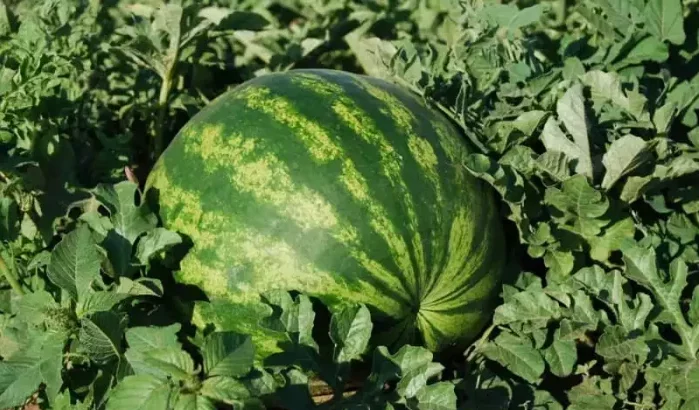 Pesticiden in watermeloenen: Marokko straft verantwoordelijken