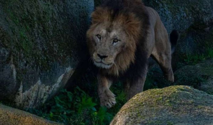 Marokkaanse leeuw Volcan vindt zijn plek niet in dierentuin Parijs