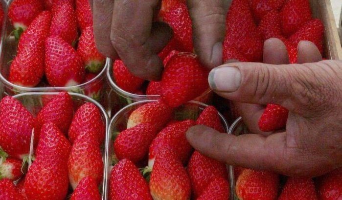 Virus ontdekt in aardbeien uit Marokko bestemd voor Nederland