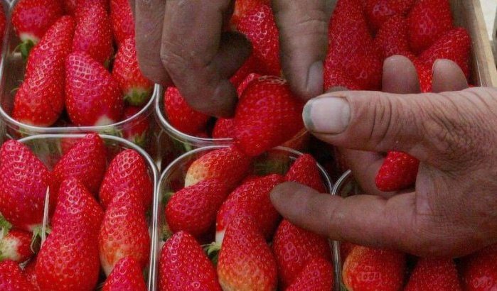 Virus ontdekt in aardbeien uit Marokko bestemd voor Nederland
