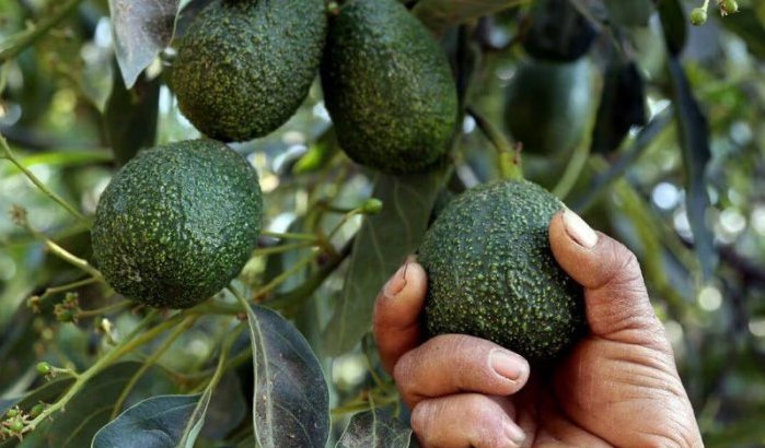Recordoogst voor Marokkaanse avocado