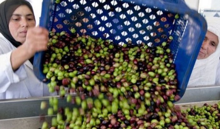 Marokko: eindelijk (echte) daling olijfolieprijzen