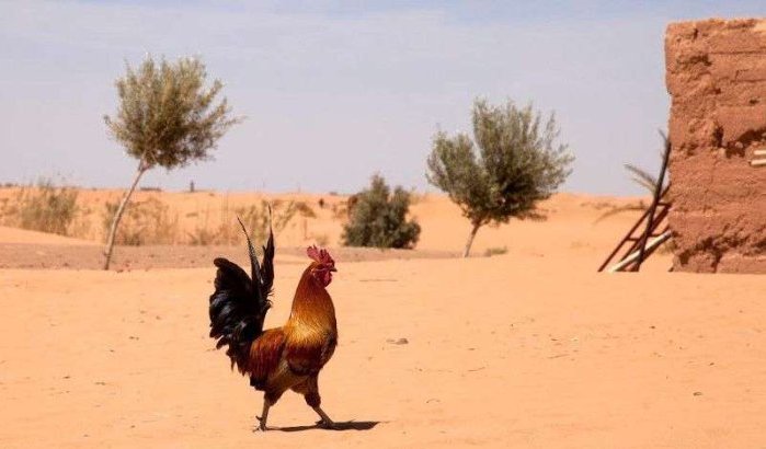 Hittegolf in Marokko: bijna 50°C dit weekend!