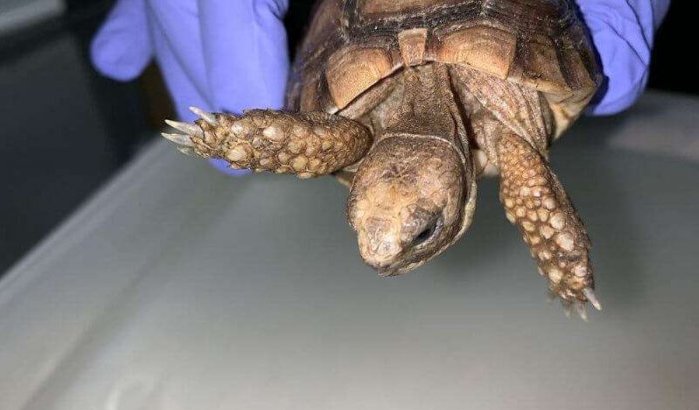Zwitserland: Marokkaanse krijgt zware boete voor smokkelen schildpadden