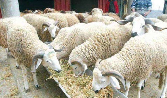 Eid ul-Adha in Marokko: veebestand geïdentificeerd
