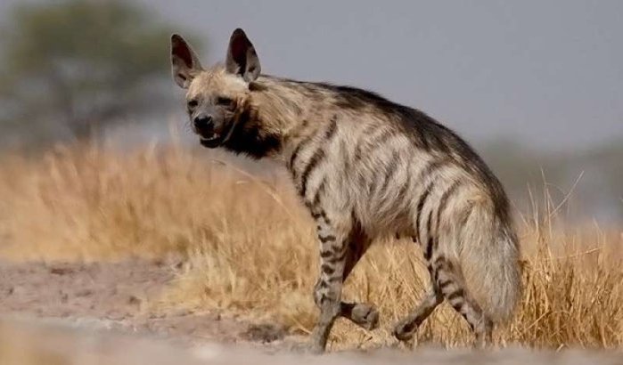 Vrouw Marokkaanse minister gearresteerd na kopen hyena voor zwarte magie