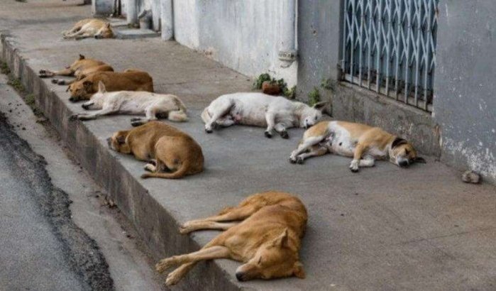Eindelijk een asiel voor zwerfhonden in Casablanca