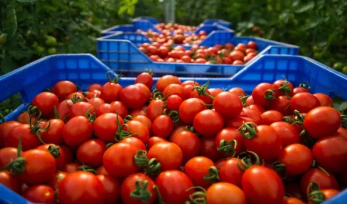 Klacht tegen Carrefour wegens tomaten uit Marokkaanse Sahara