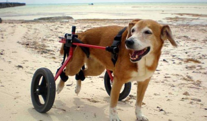 Primeur in Tanger: gehandicapte honden met rolstoel op strand