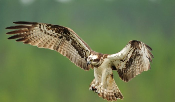 Zeldzame roofvogel vindt thuis in nationaal park Al Hoceima