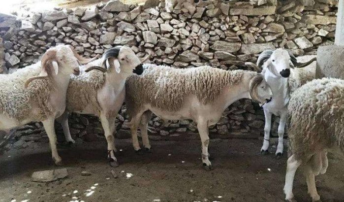 Eid ul-Adha in Marokko: 1700 dierenartsen gaan verkoop en slacht controleren