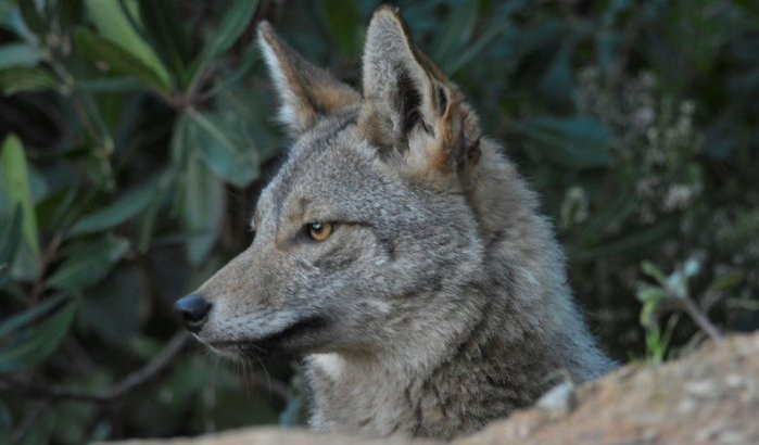 Zeldzame Afrikaanse goudwolf gespot in Al Hoceima