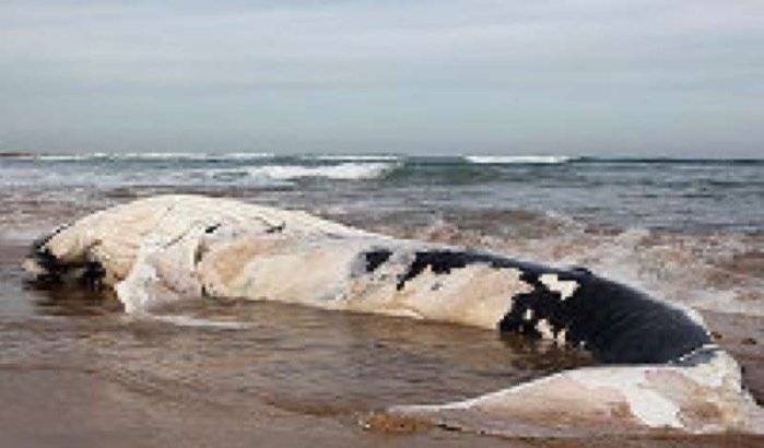 Babywalvis aangespoeld op strand Casablanca 