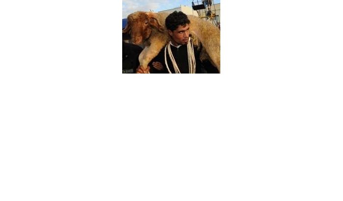 Offerfeest: 6000 Marokkaanse schapen voor Melilla 