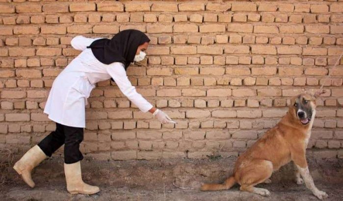 Koppel in Spanje veroordeeld voor meebrengen hond met hondsdolheid uit Marokko