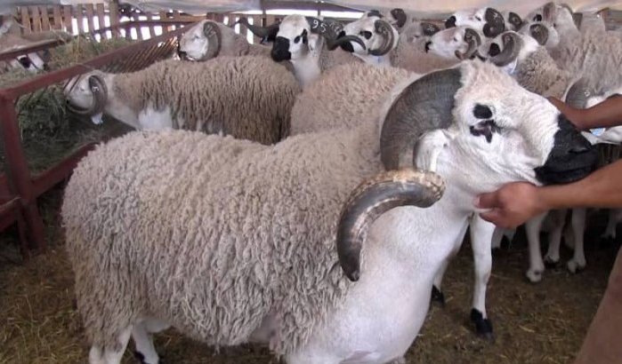 Eid ul-Adha: waarom is schapenvlees zo duur in Marokko?