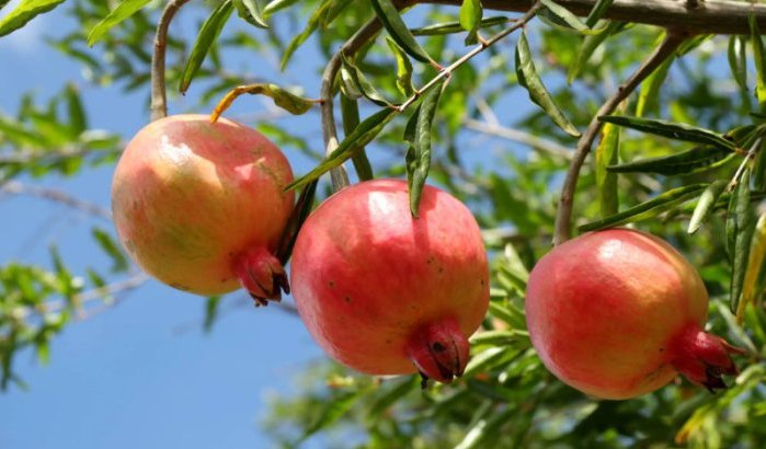 Parasiet ontdekt in Marokkaanse granaatappels in Spanje