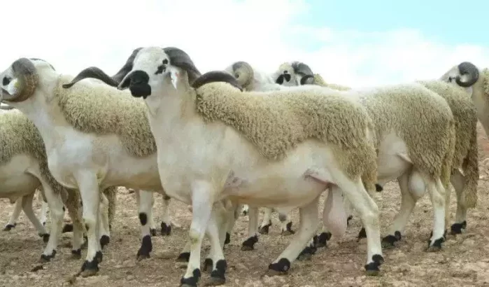 Eid ul-Adha: schapen vetgemest met uitwerpselen van pluimvee