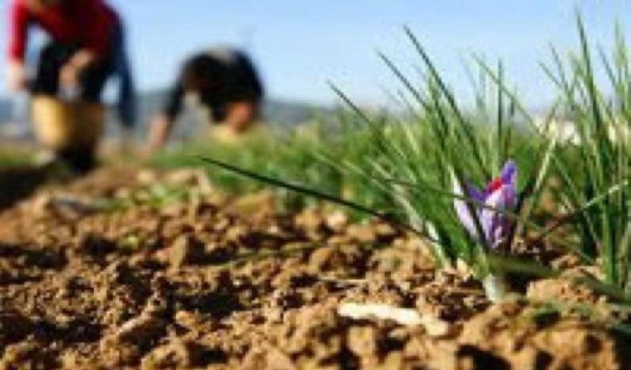 België investeert 17 miljoen in Marokkaanse landbouw