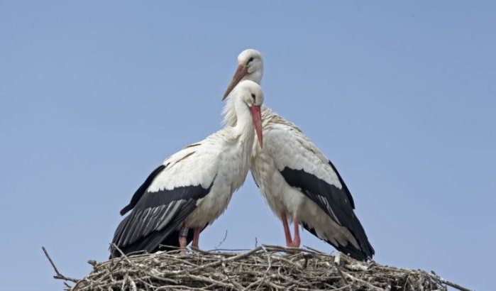 Witte ooievaar na zes eeuwen terug in Engeland dankzij Marokko 