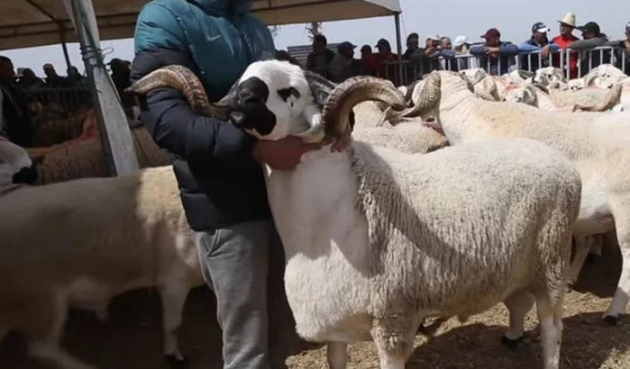 Marokko: vlees per kilo om schaap van Eid ul-Adha te vervangen
