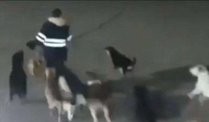 Marokko: kind verminkt door zwerfhonden