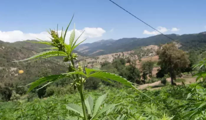 Oproep tot herwaardering Marokkaanse cannabisvariëteit "Beldiya"