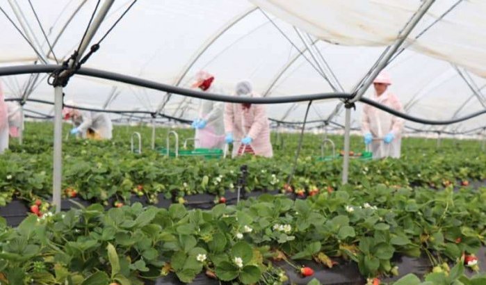 Marokko en Nederland openen demonstratiecentrum voor tuinbouw in Agadir