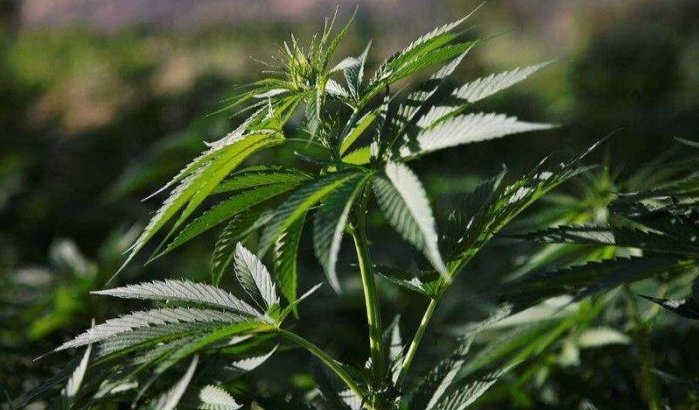 Marokko: 50.000 hectare gewijd aan cannabisteelt