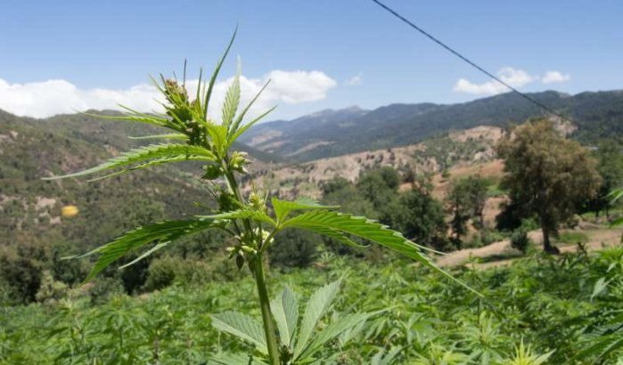 Marokko blijft 's werelds grootste cannabisproducent
