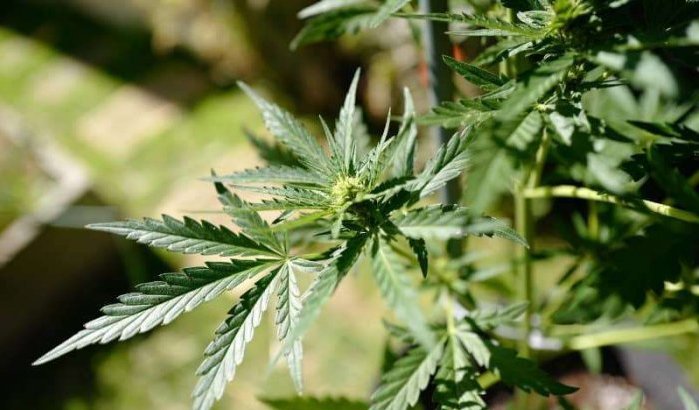 Marokko stap verwijderd van legalisering cannabis