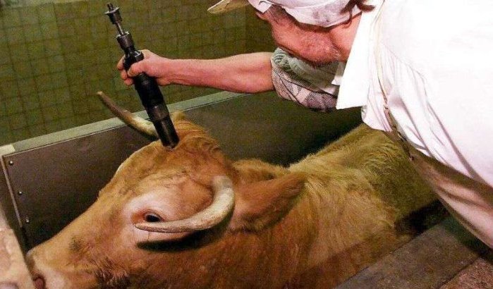Nederland: nieuw wetsvoorstel tegen onverdoofd slachten
