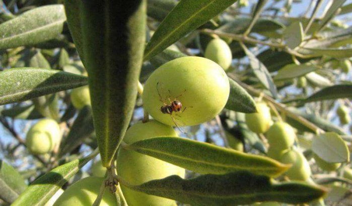 In Marokko verkochte olijfolie niet gevaarlijk
