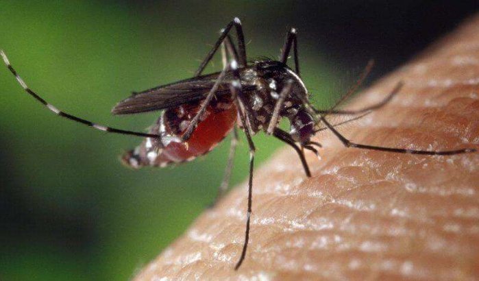 Marokkaan in Ivoorkust overlijdt na muggenbeet